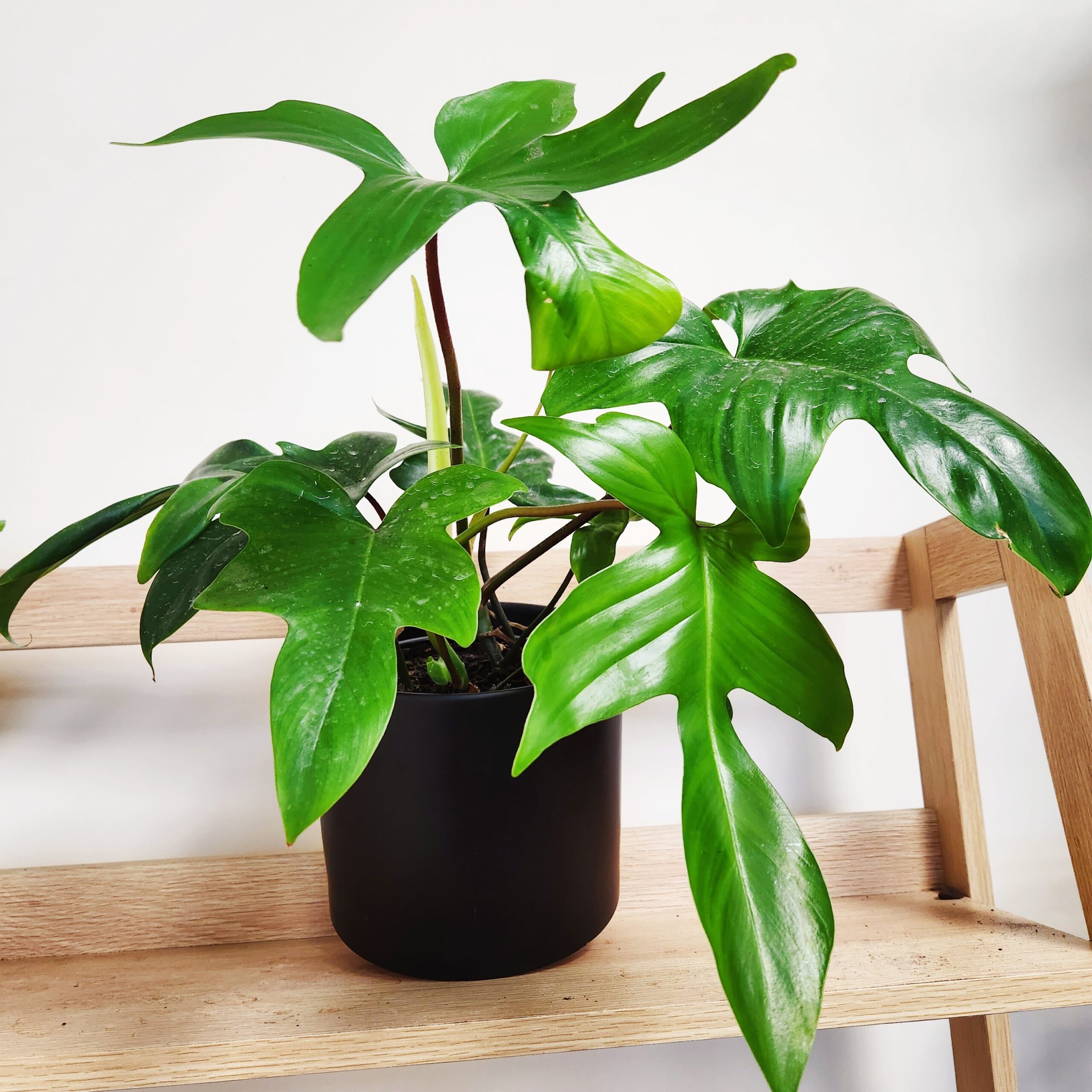 What is the Florida Beauty Philodendron?