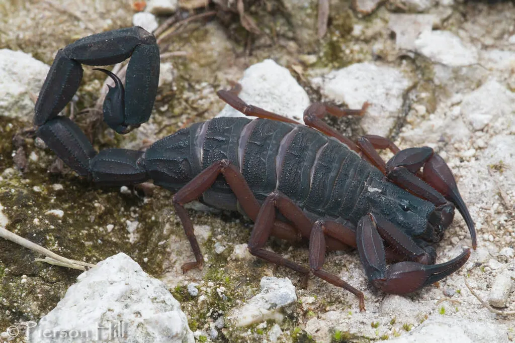 What is a Florida Bark Scorpion?