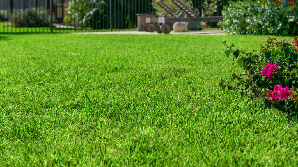 Florida Grass