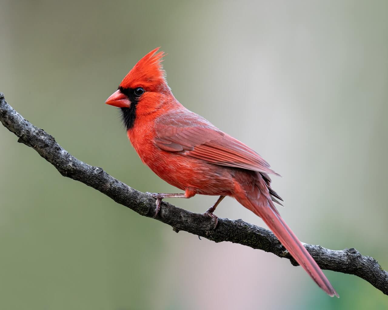 What is the Florida Black Bird?