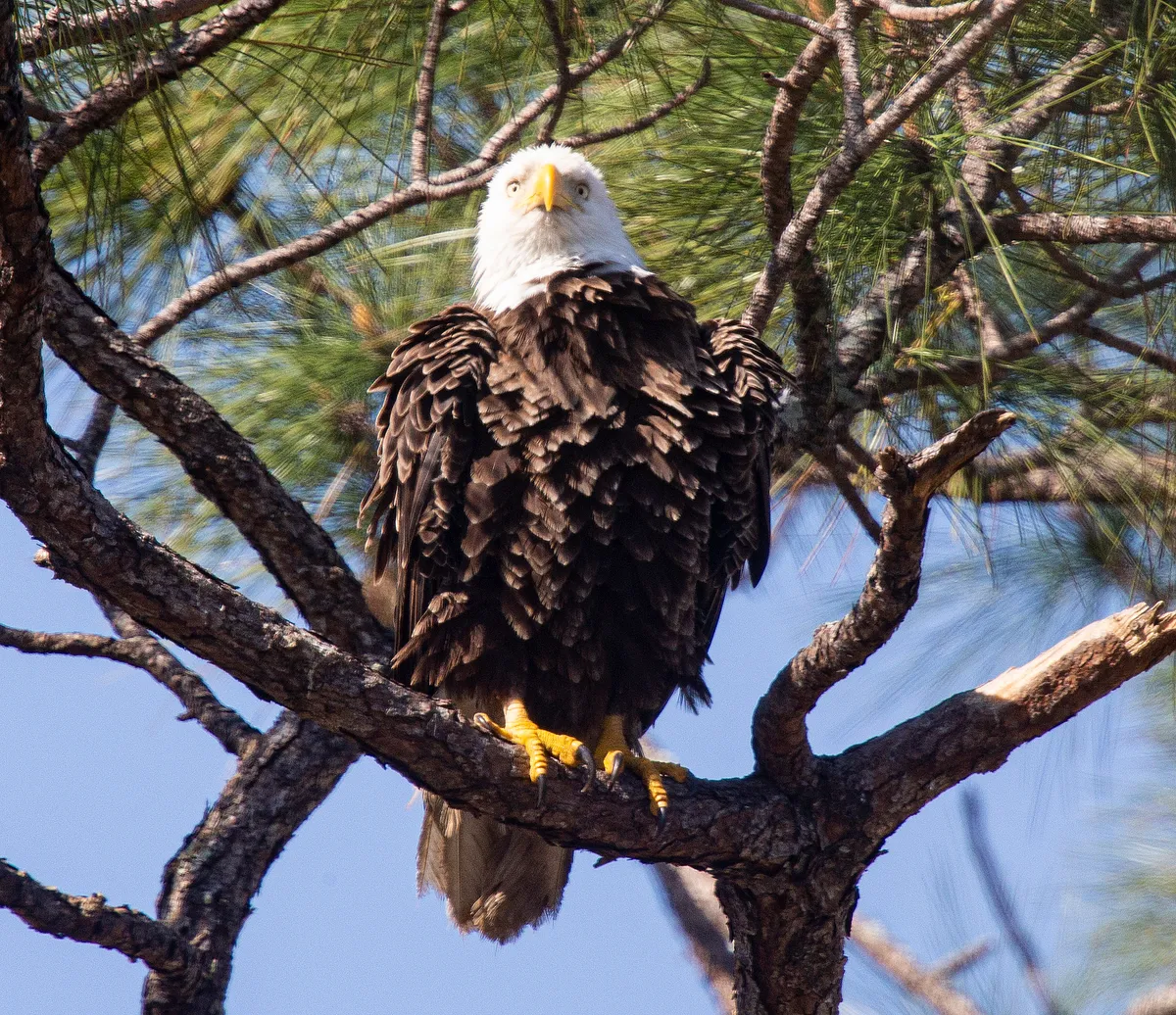 What is the NE Florida Eagle Cam?