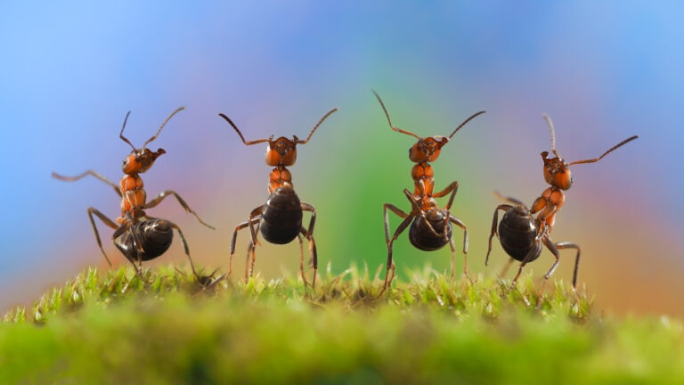 What Are Sugar Ants?