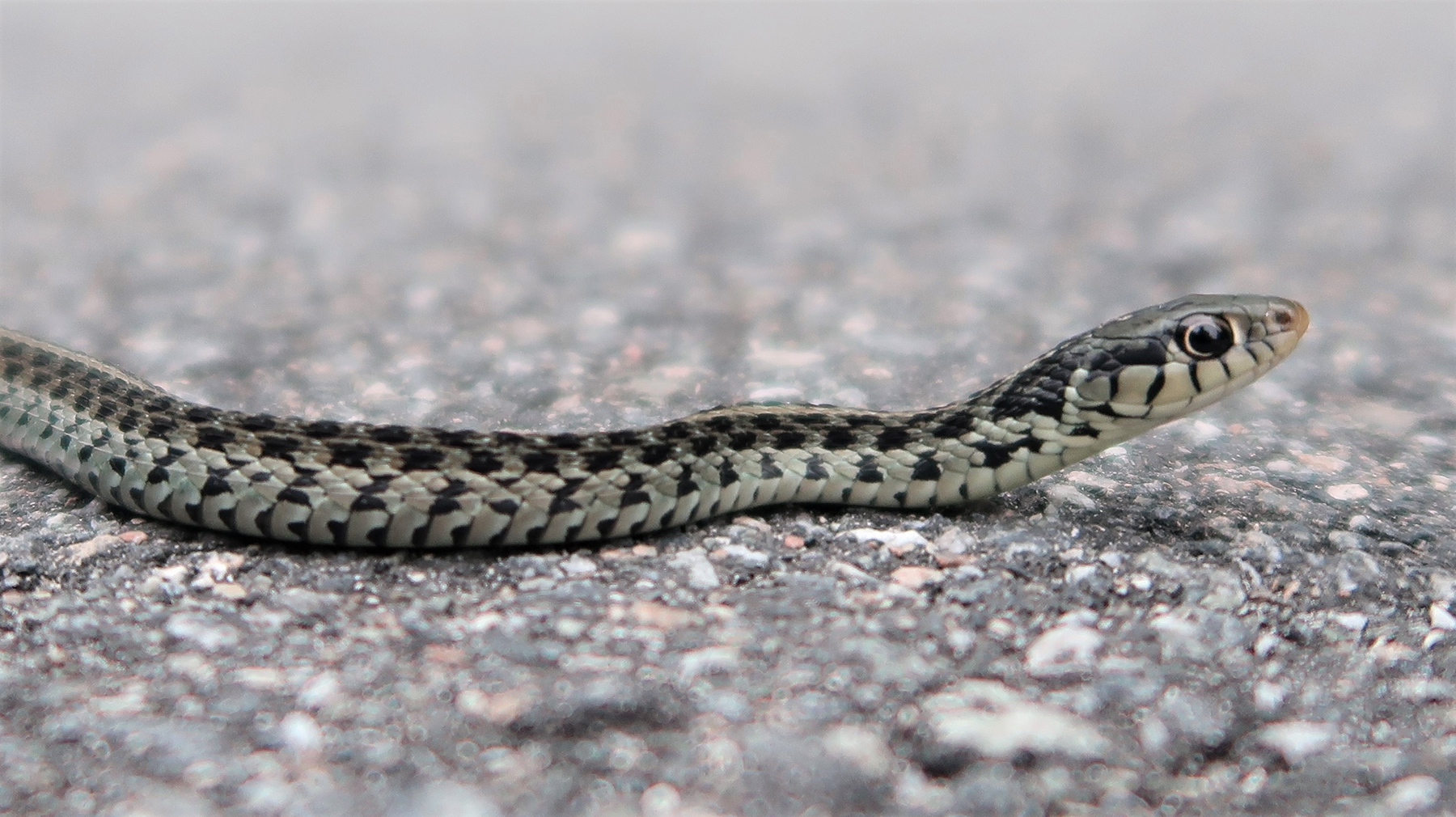 What is a Garter Snake?