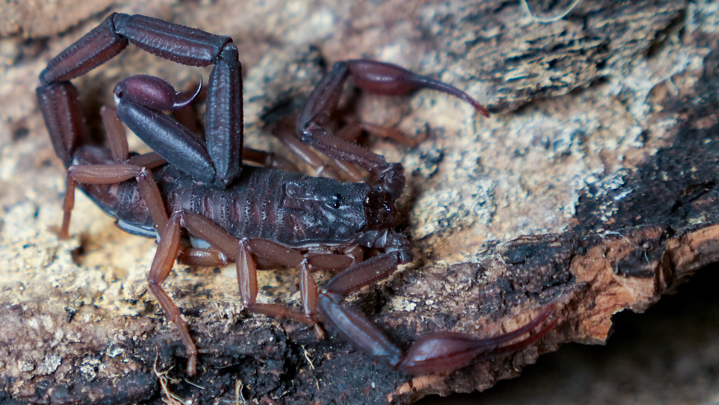 What is a Florida Bark Scorpion?