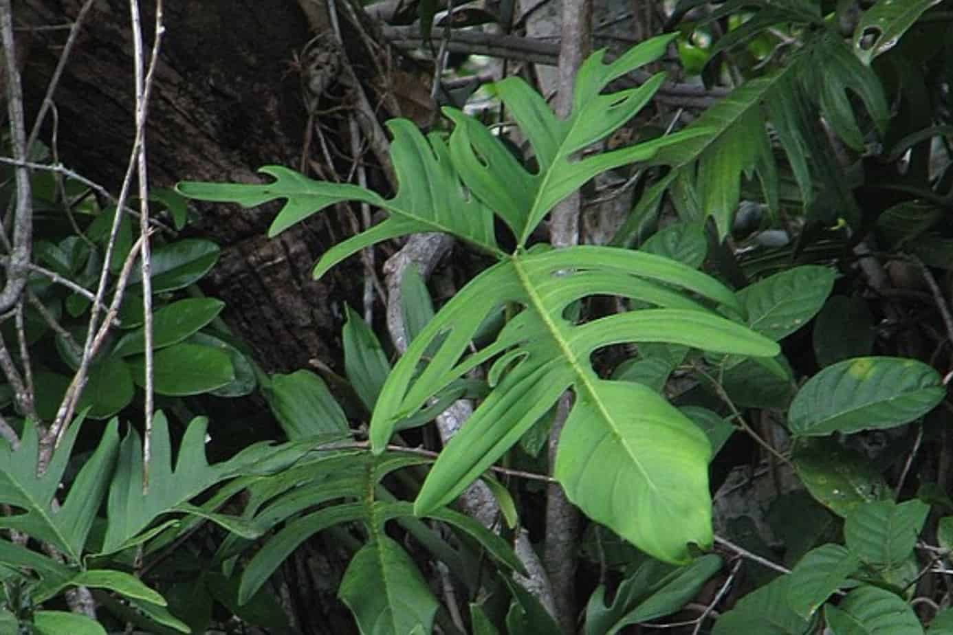 What is the Florida Beauty Philodendron?