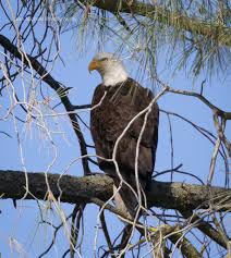 What is an Eagle Cam?