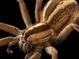 What is the Florida Wolf Spider?