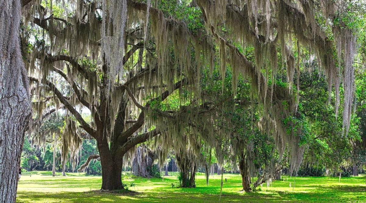 What Are Florida Oak Trees?