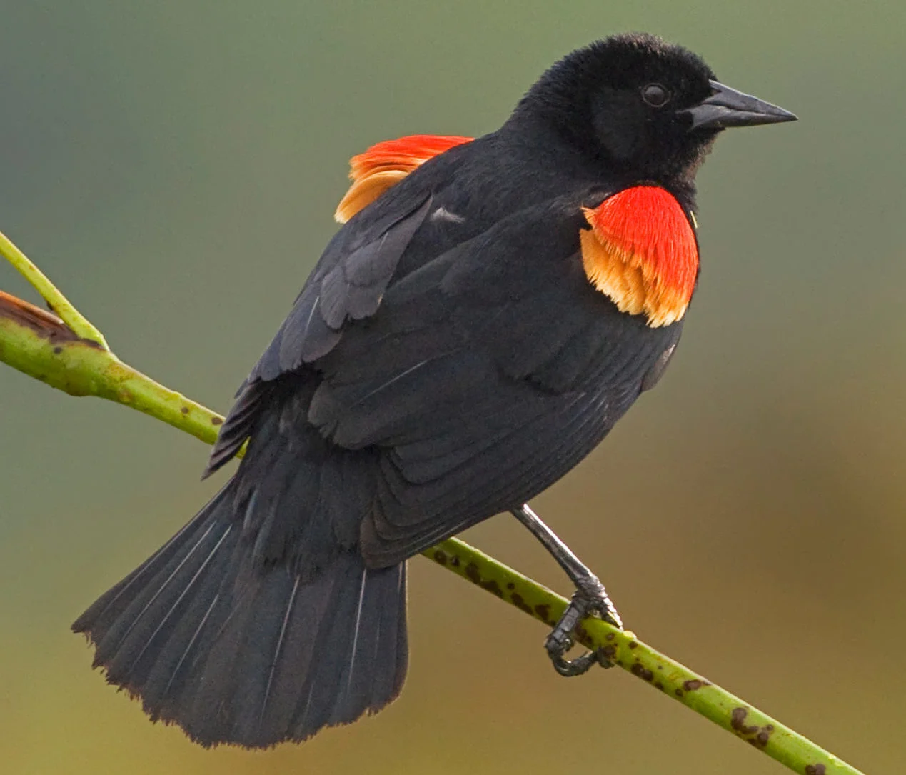 What Is a Florida Black Bird?