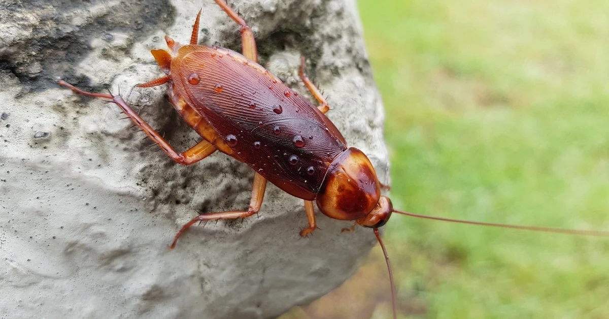 What is a Florida Palmetto Bug?