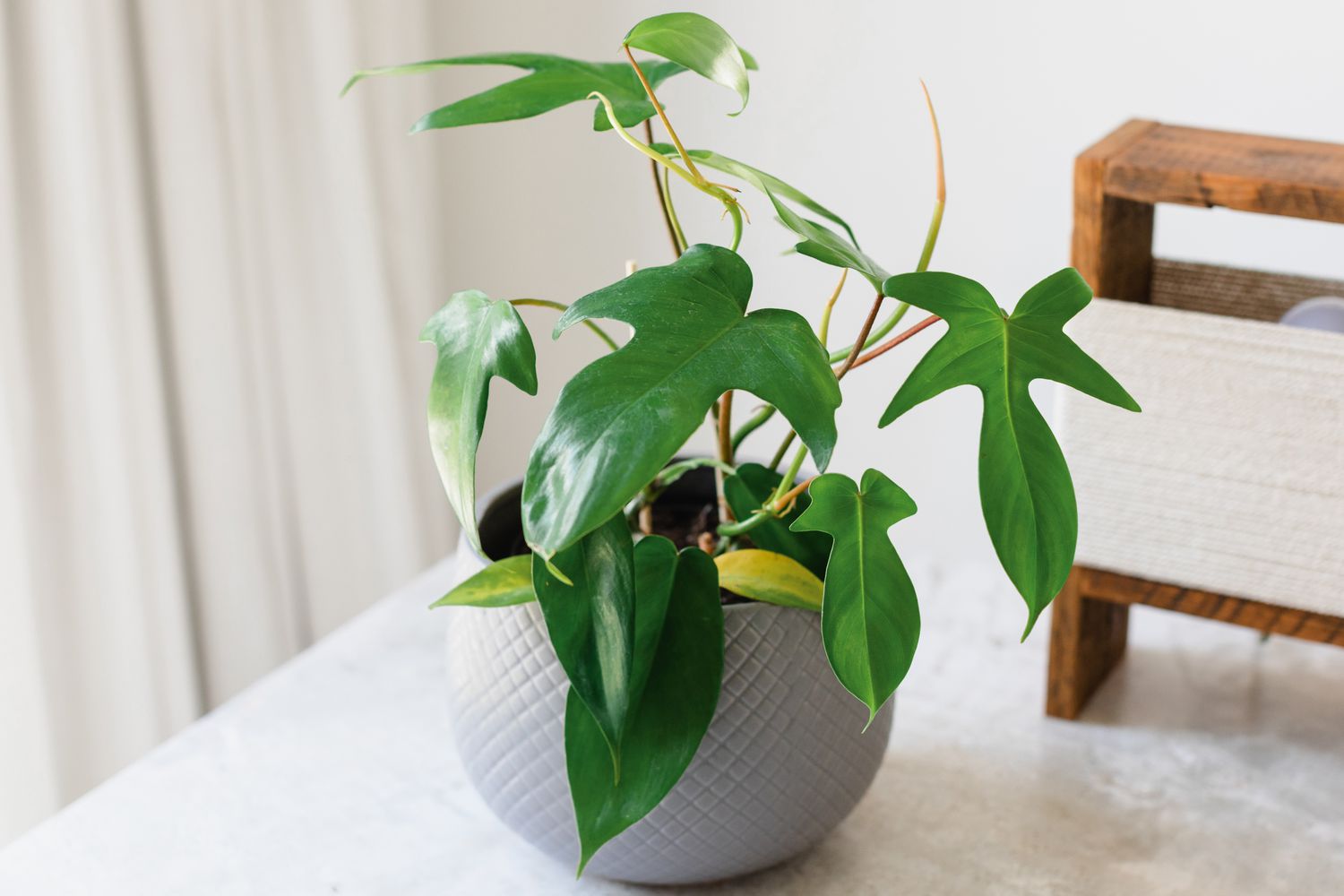 Why Choose the Florida Green Philodendron?