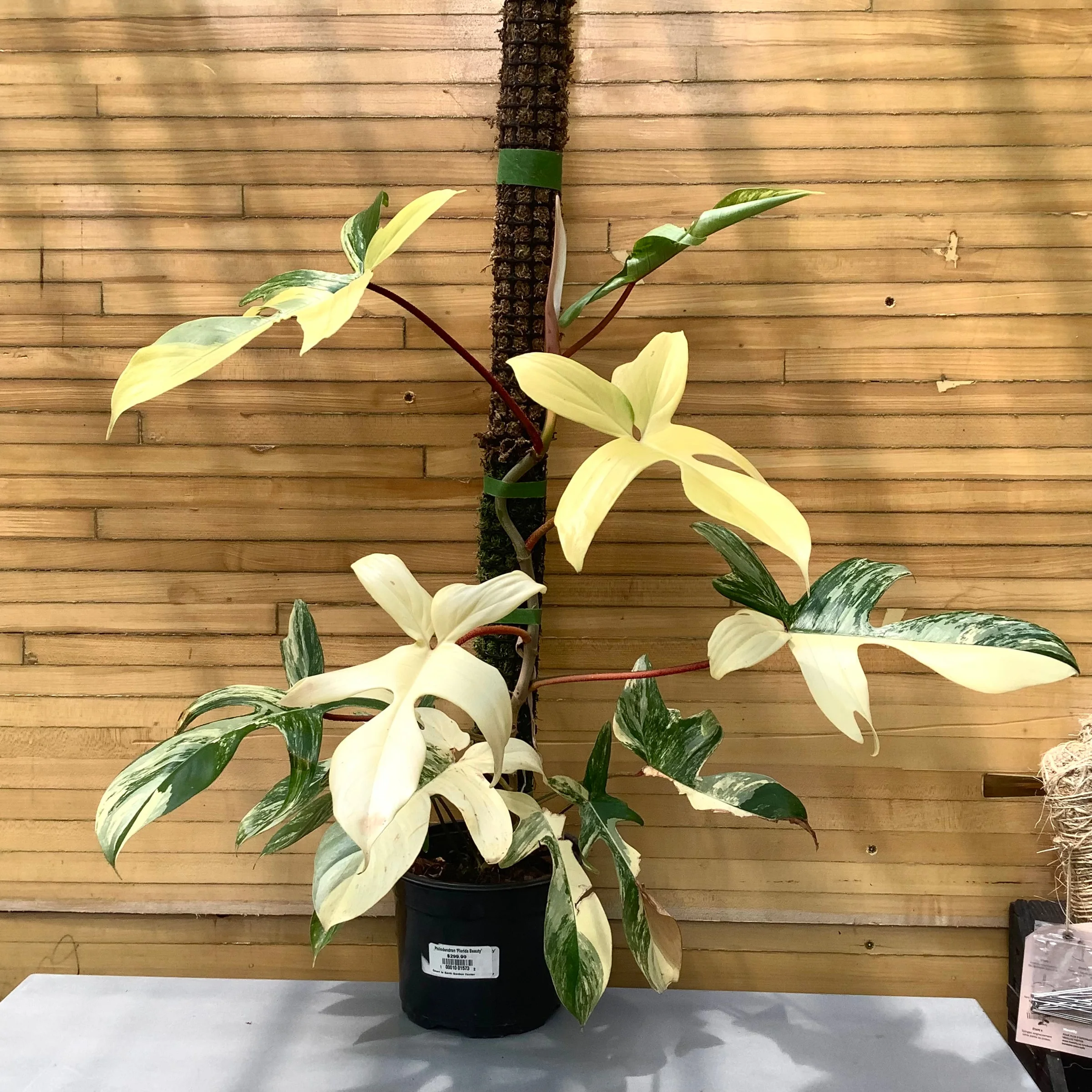 What is Philodendron Florida Beauty?