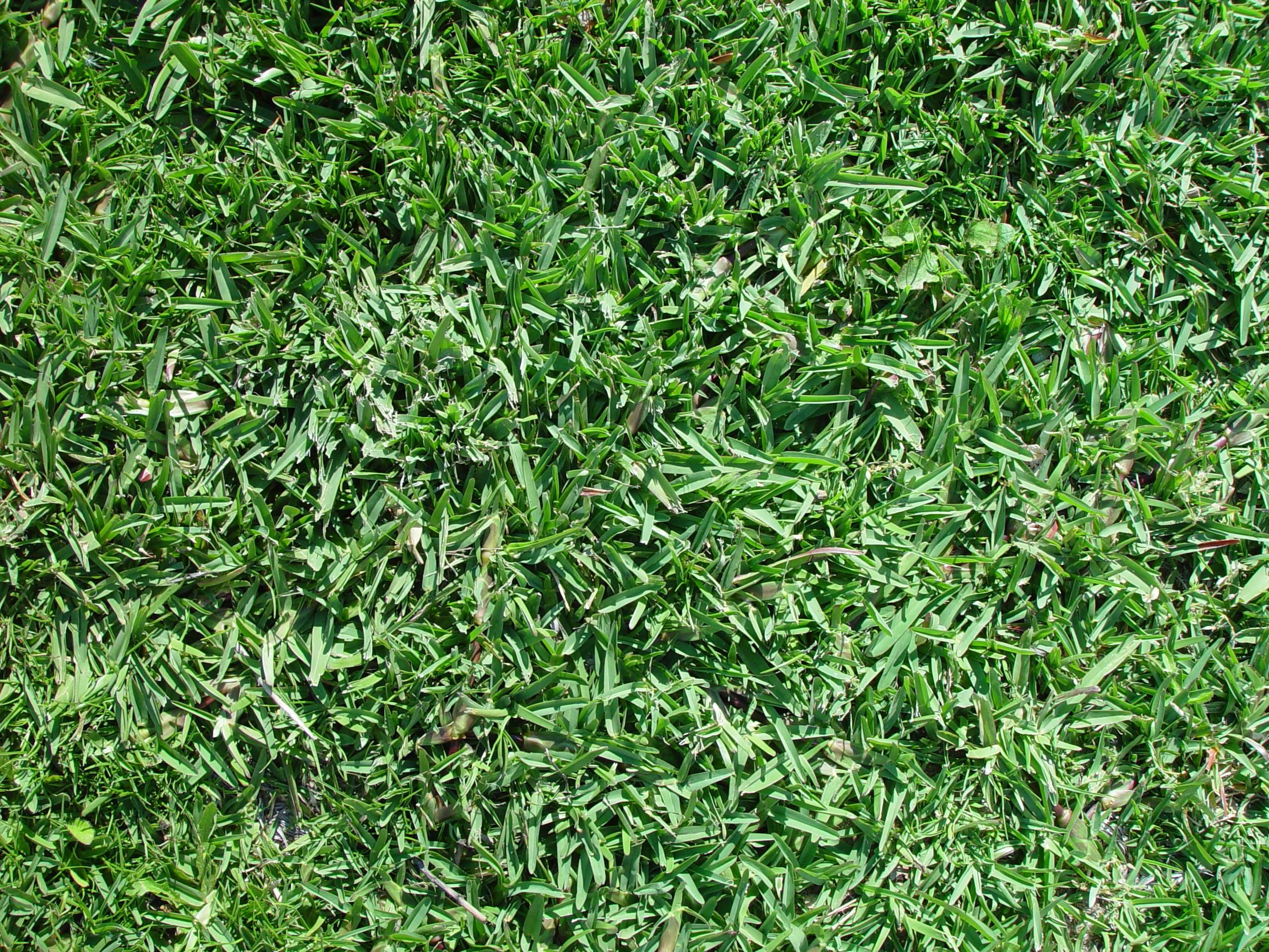 Why Grass Type Matters in Florida