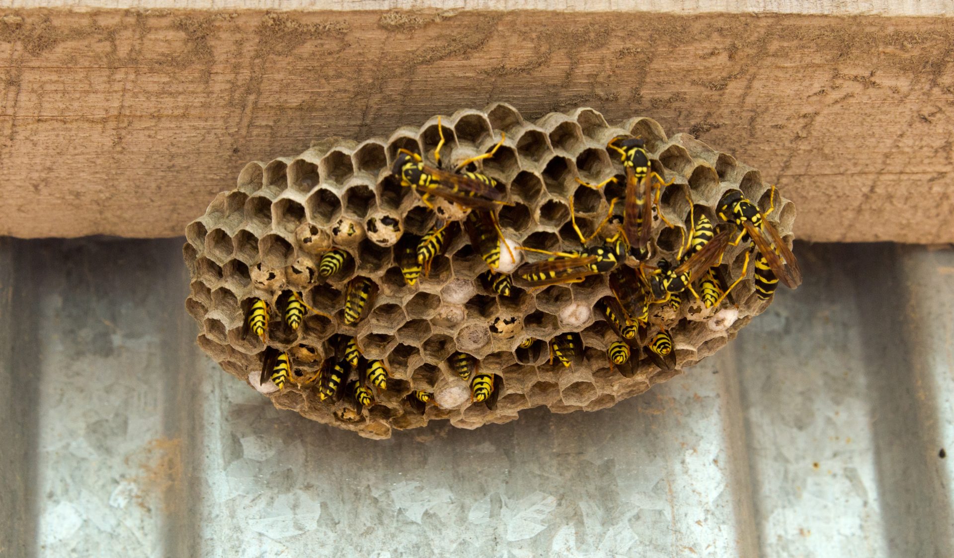 What Are Wasps?