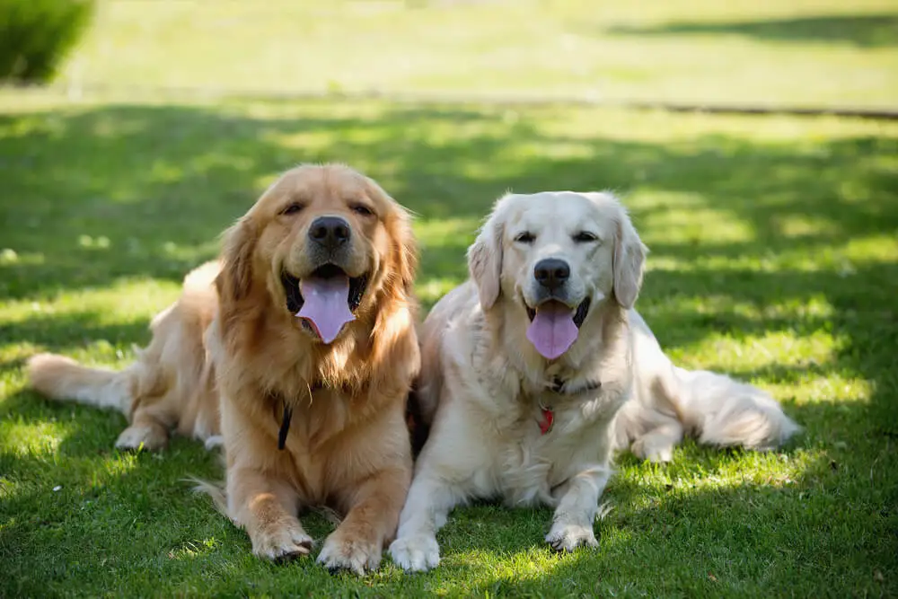 Everything You Need to Know About Golden Retriever Breeders in Florida