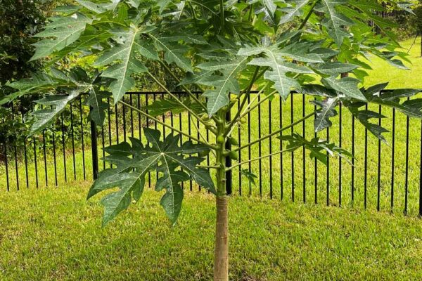 Why Papaya Trees Are Perfect for Florida