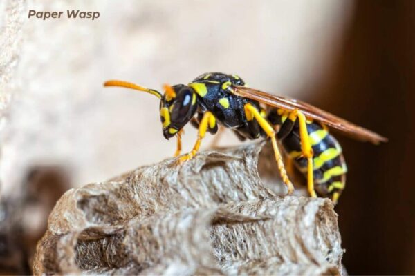 Understanding Wasps in Florida: A Comprehensive Guide