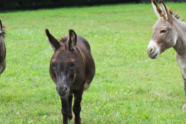 Mini Donkey Farm in Florida: A Fun and Adorable Adventure