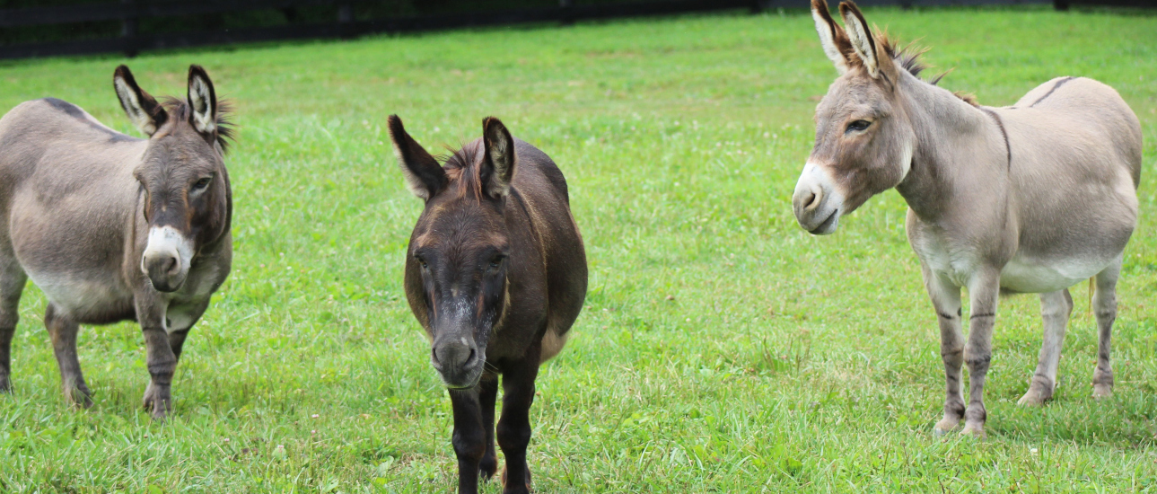 Mini Donkey Farm in Florida: A Fun and Adorable Adventure