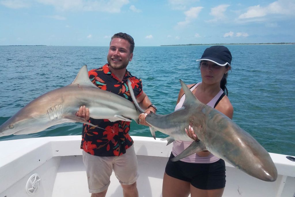 All About Sharks in Florida: Exploring the Ocean's Fascinating Predators