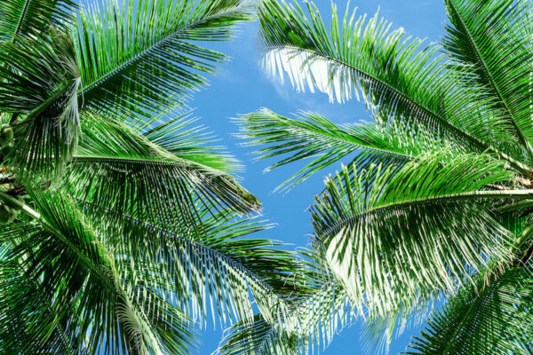 palm trees in florida