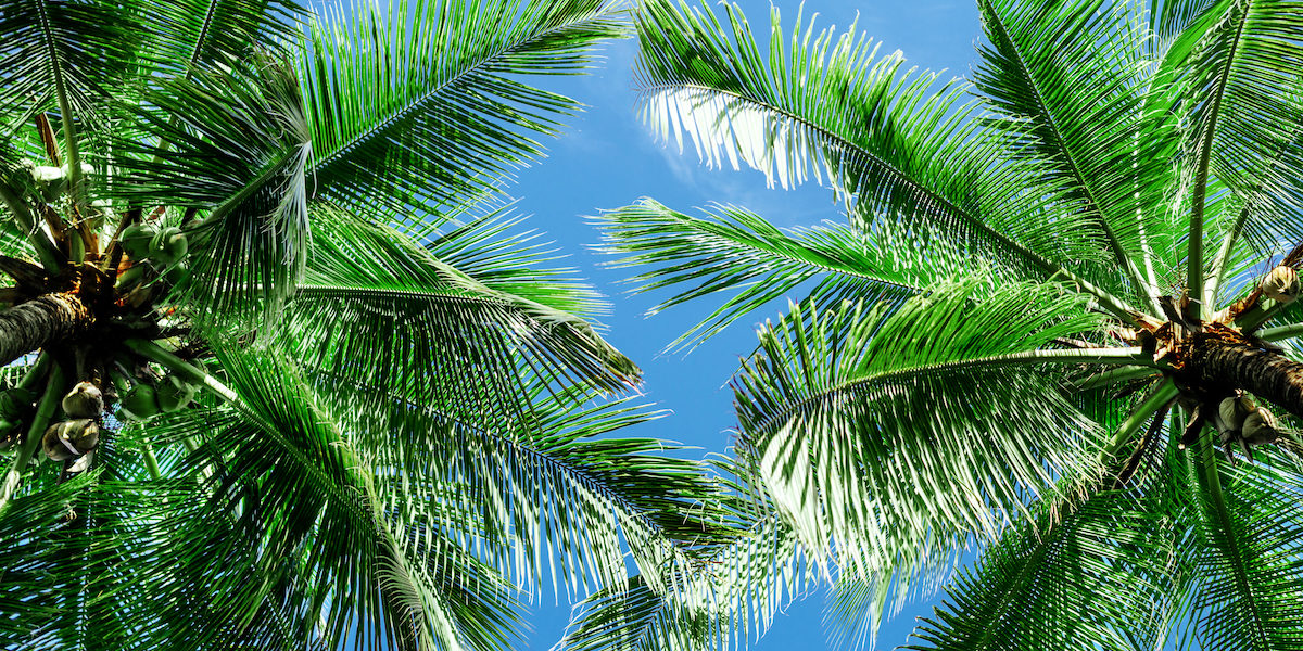 palm trees in florida