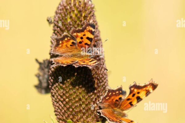 The Magic of Flowers and Butterflies