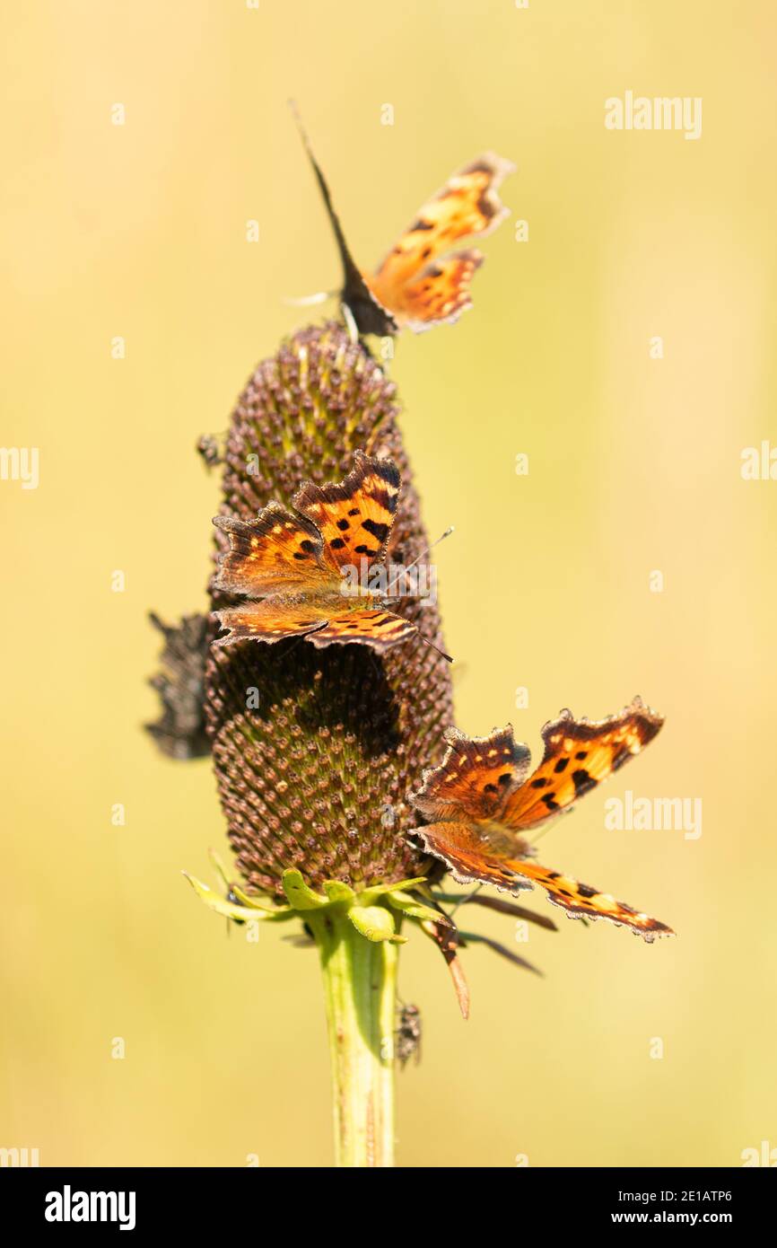 The Magic of Flowers and Butterflies