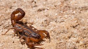 What Are Scorpions?