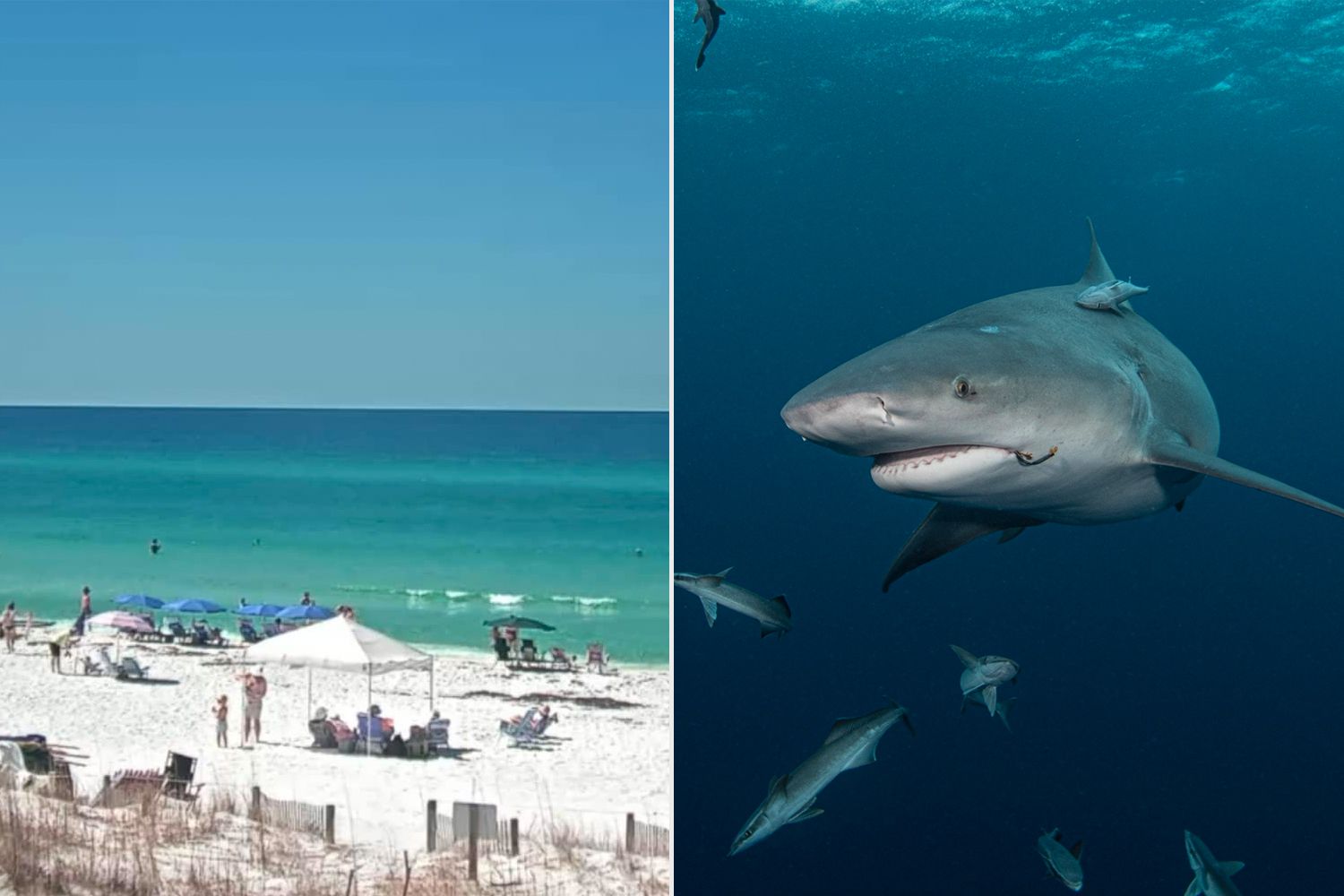 What Makes Florida a Shark Hotspot?