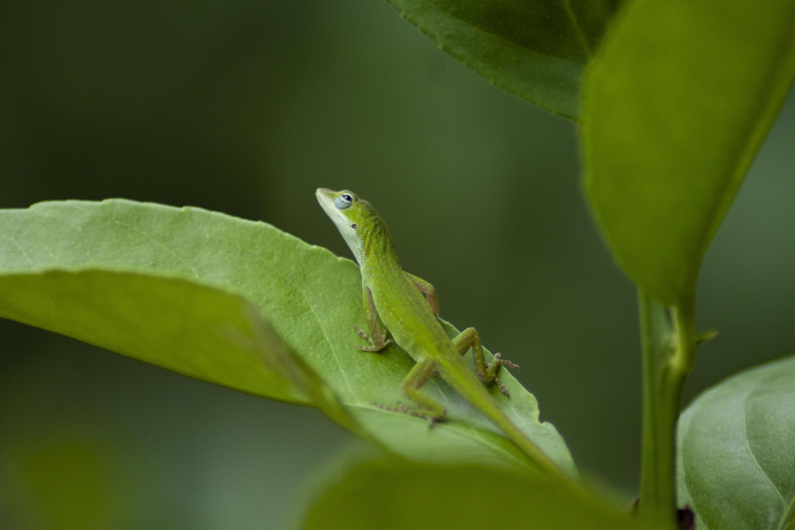 What is a Florida Green Anole?