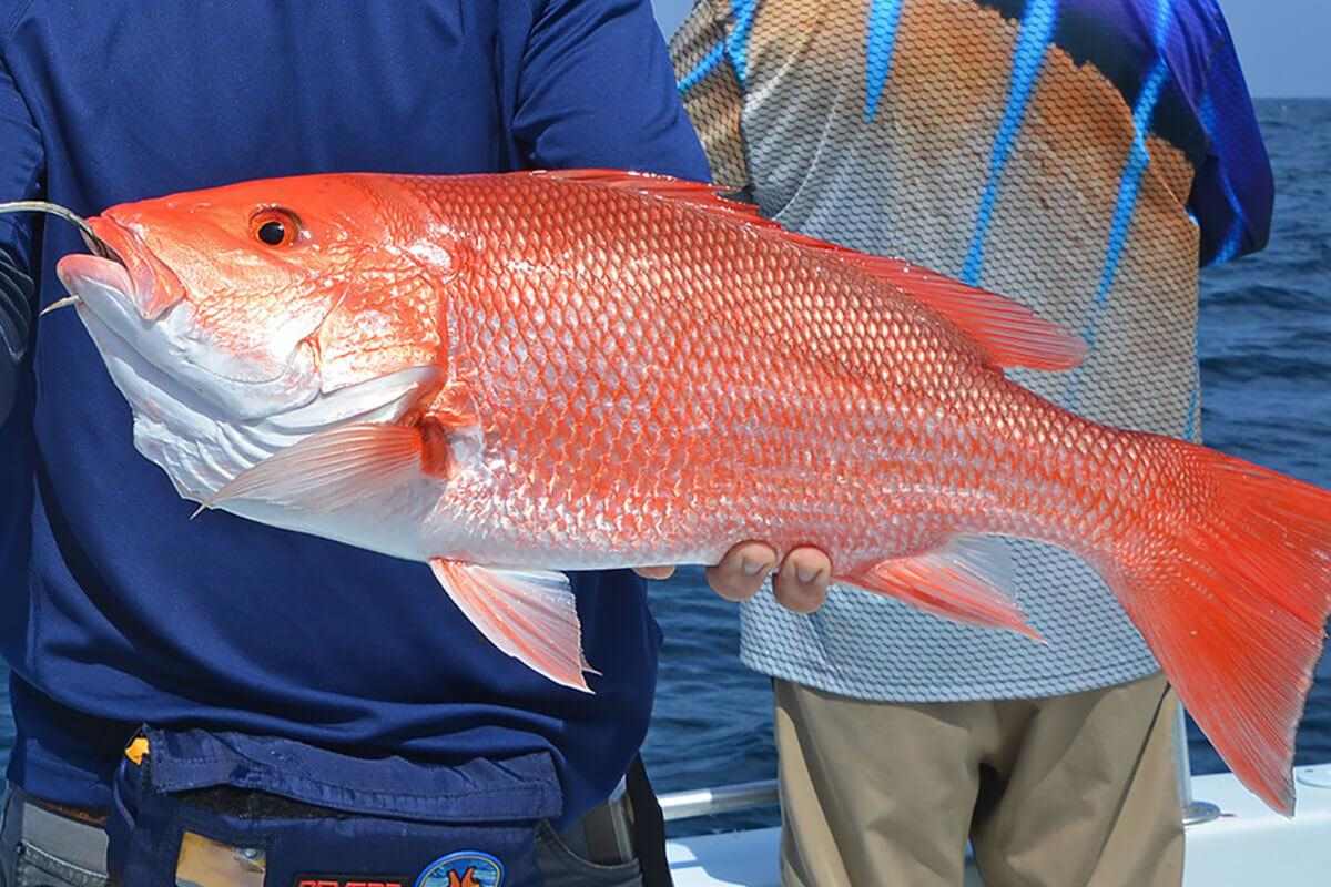 What Is Red Snapper?