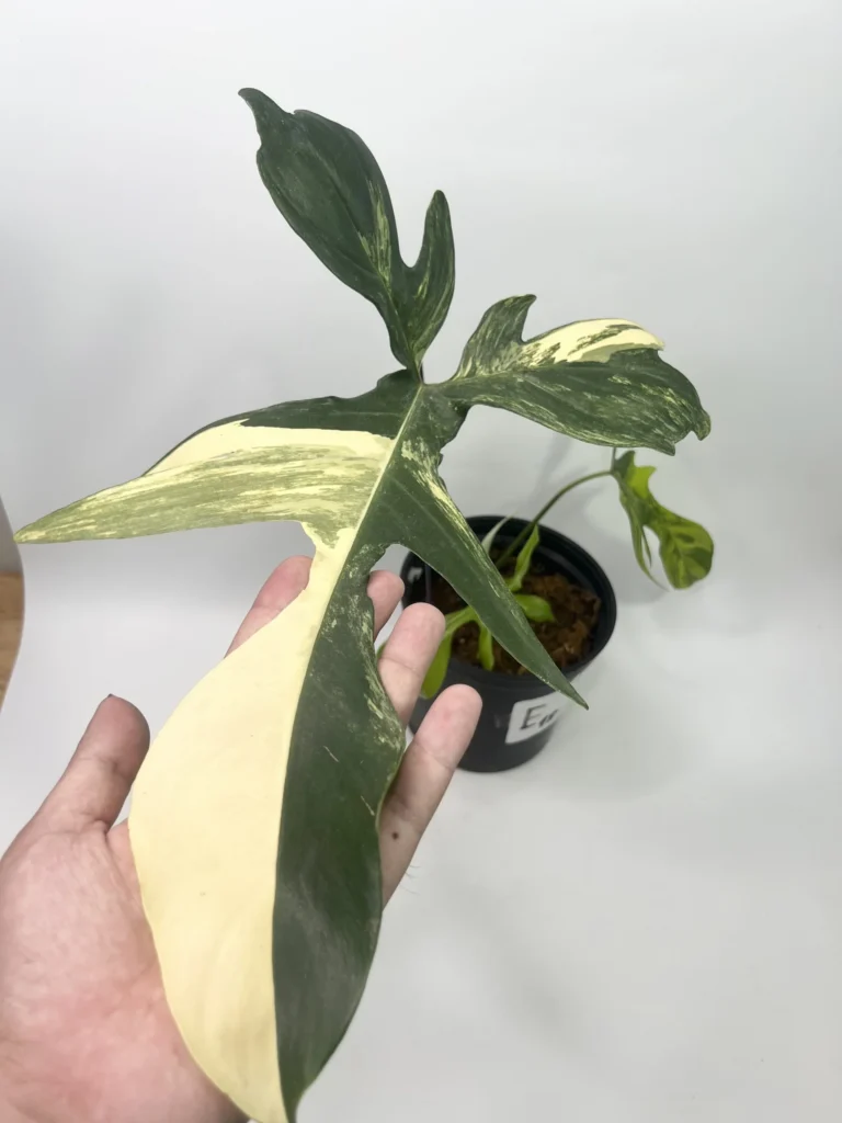 What is the Florida Beauty Philodendron?