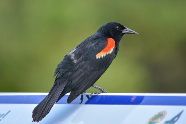 What Are Florida Black Birds?