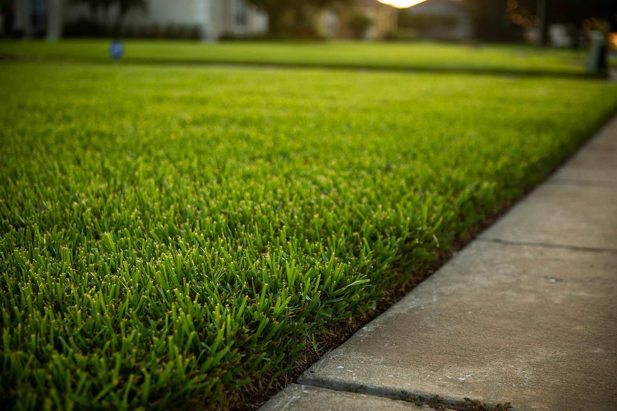 What is Florida Grass?