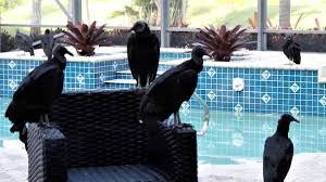 Vultures in Florida: Nature's Cleanup Crew