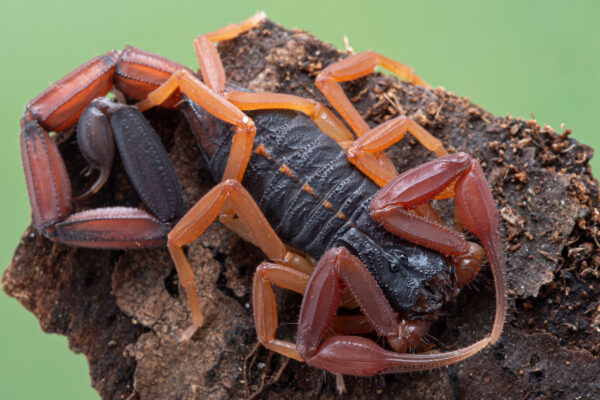 What is the Florida Bark Scorpion?