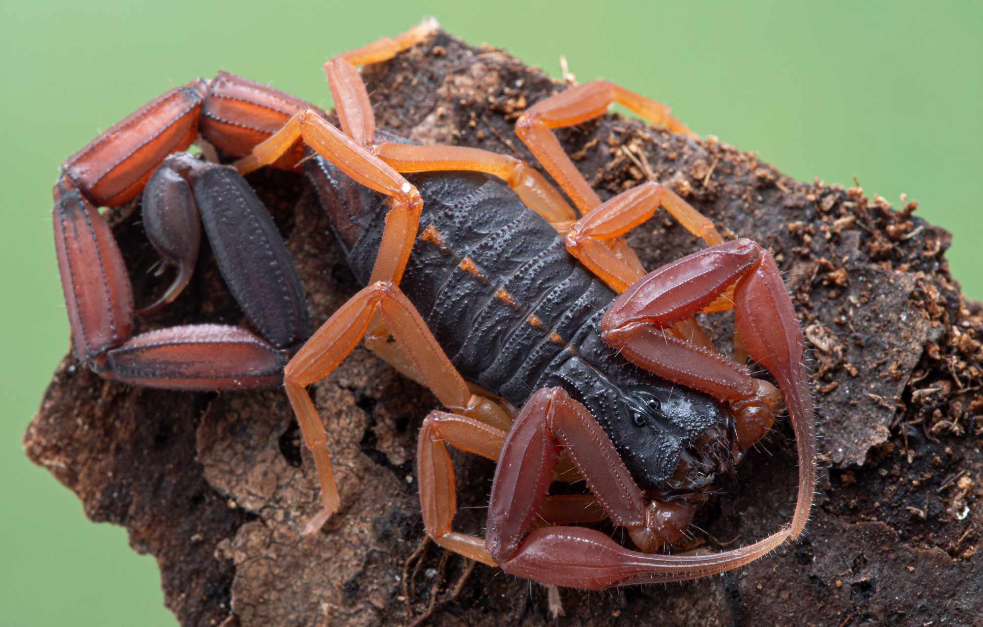 What is the Florida Bark Scorpion?