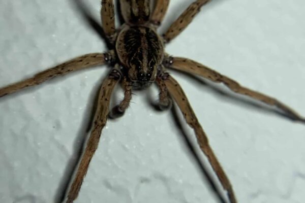 What is a Florida Wolf Spider?